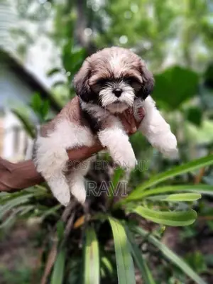 Shih Tzu Puppies