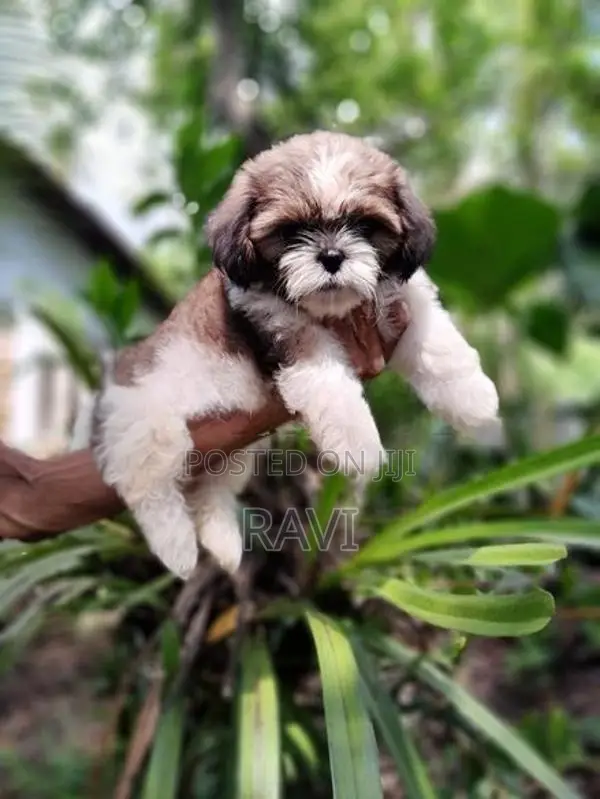 Shih Tzu Puppies