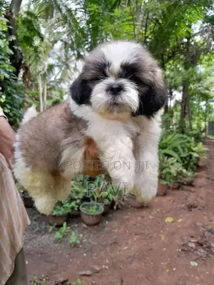 Shih Tzu Puppies
