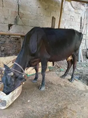 Milk Cow