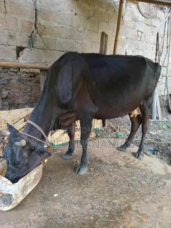 Milk Cow