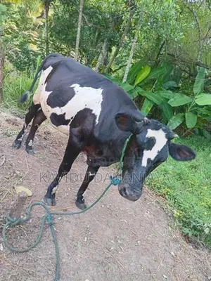 Milk Cow