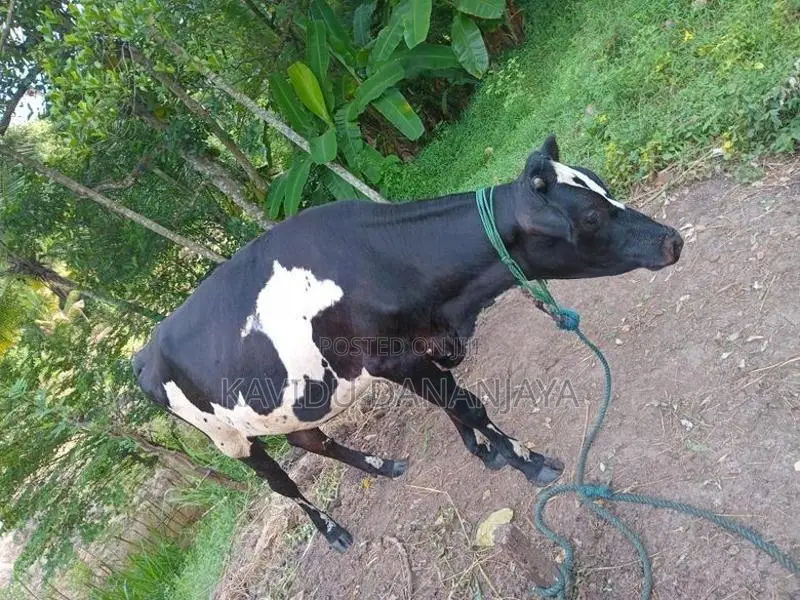 Milk Cow