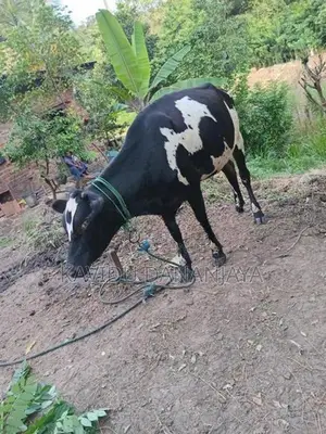 Milk Cow