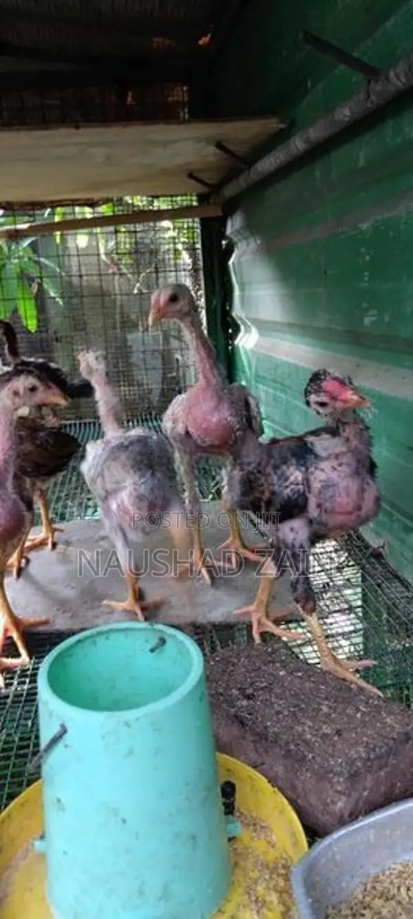Shamo Chicken