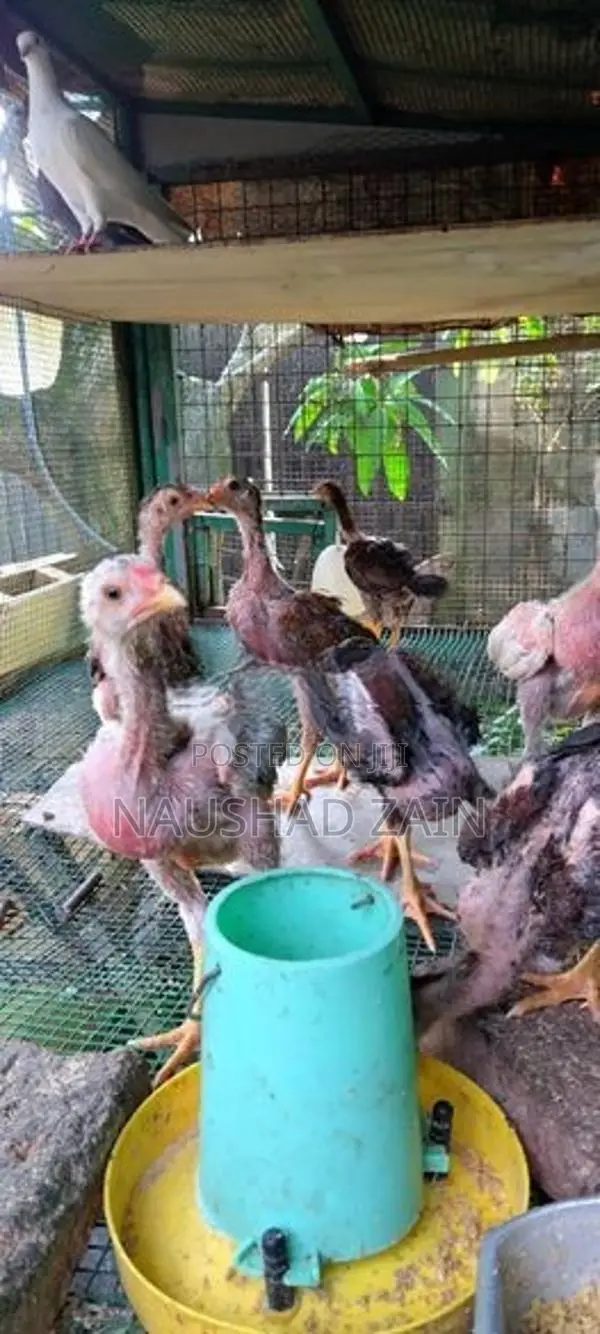 Shamo Chicken