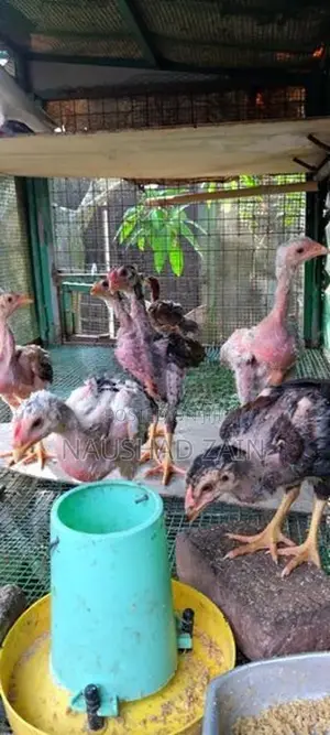 Shamo Chicken