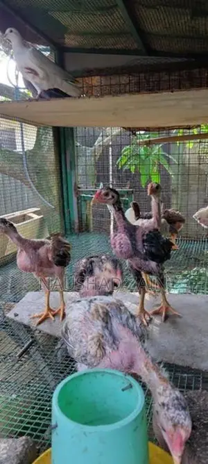 Shamo Chicken