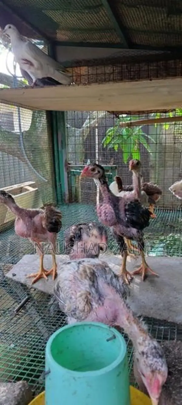 Shamo Chicken