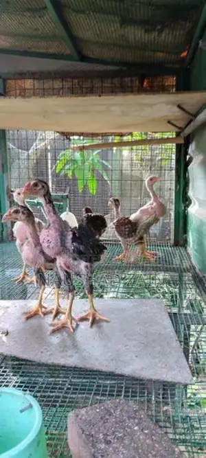 Shamo Chicken