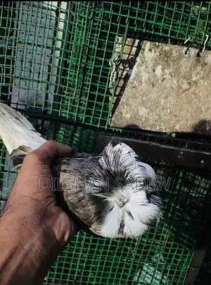 Pigeon