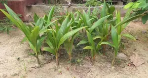 Coconut Palant