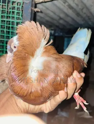 Pigeon