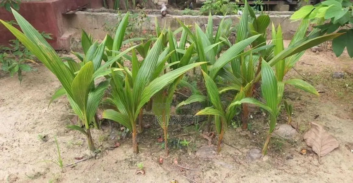Coconut Palant