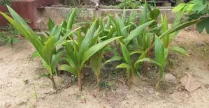 Coconut Palant