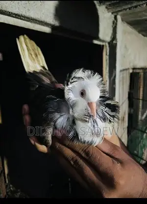 Pigeon