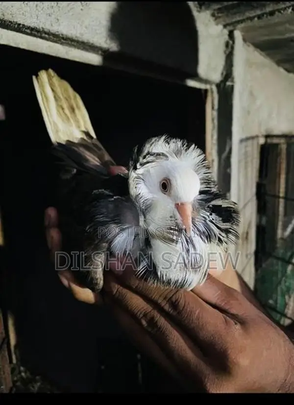 Pigeon