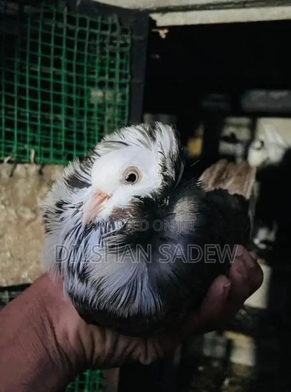 Pigeon