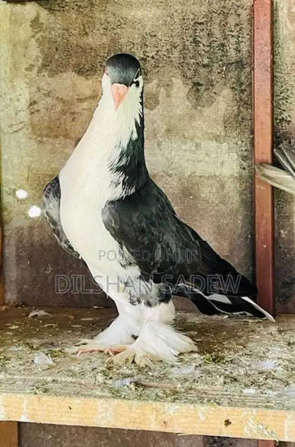 Pigeon