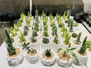 Cactus Plant