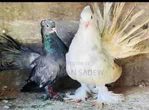 Pigeon