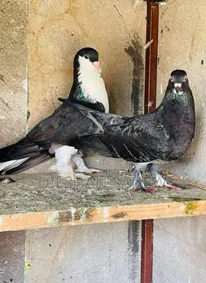 Pigeon