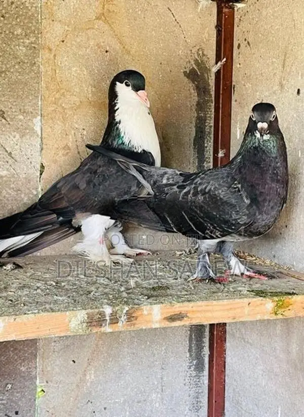Pigeon