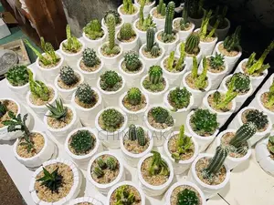 Cactus Plant