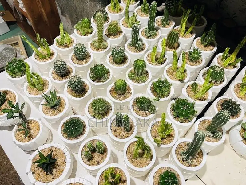 Cactus Plant