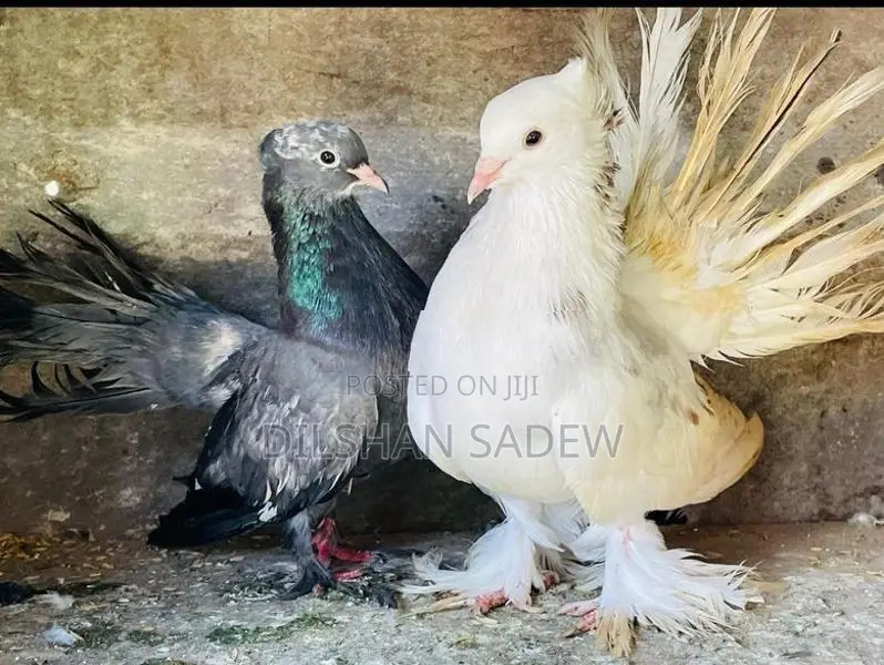 Pigeon