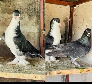 Pigeon
