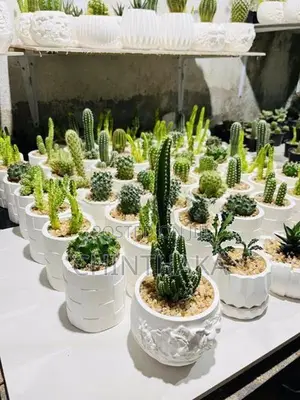 Cactus Plant