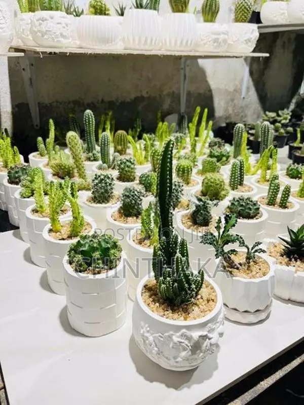 Cactus Plant