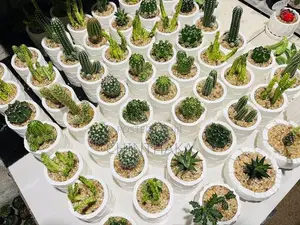 Cactus Plant
