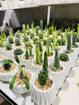 Cactus Plant
