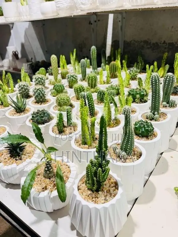 Cactus Plant
