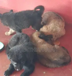 German Shepherd Puppies