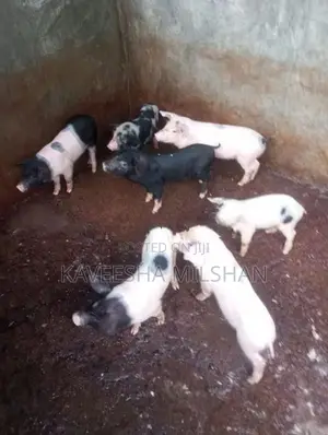 ඌරූ පැටව්
