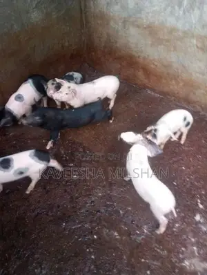ඌරූ පැටව්