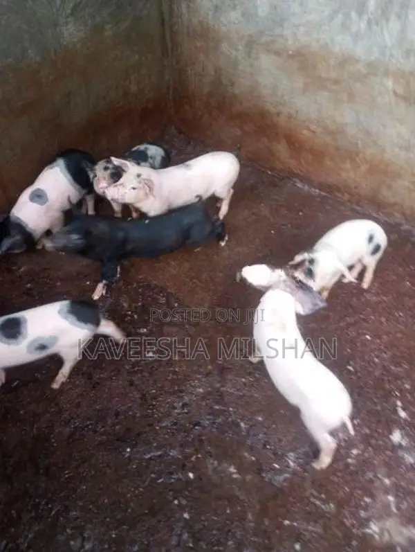 ඌරූ පැටව්