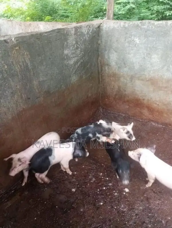ඌරූ පැටව්