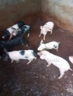 ඌරූ පැටව්