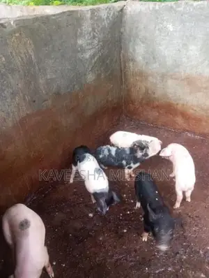 ඌරූ පැටව්