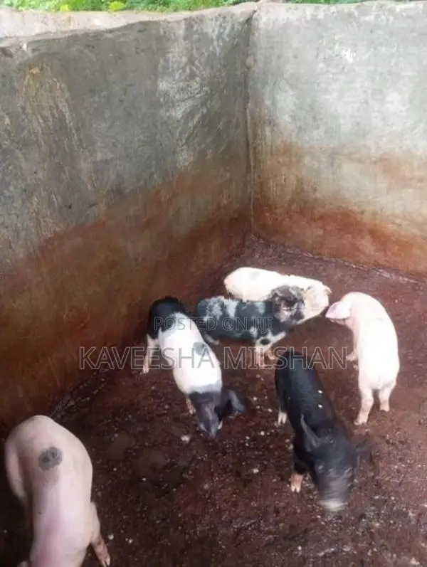 ඌරූ පැටව්