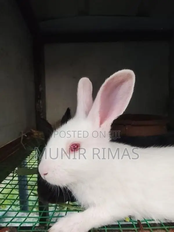 Rabbit Pairs