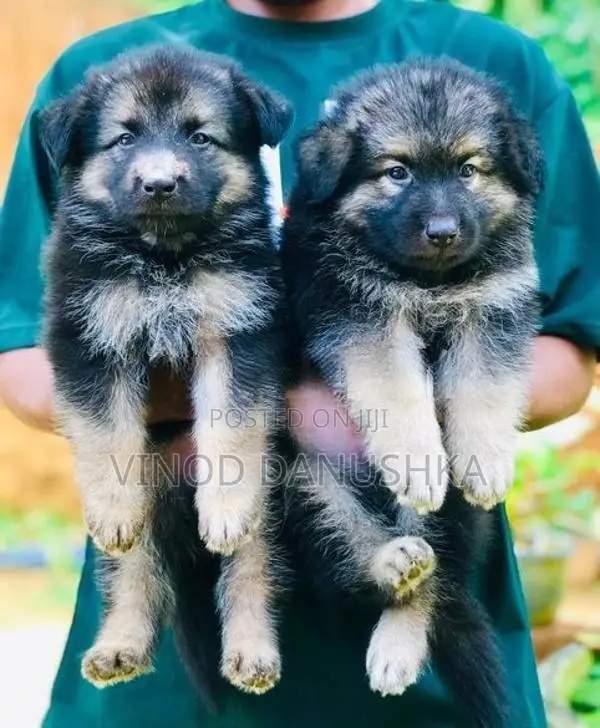 German Shepherd Long Coat Puppies