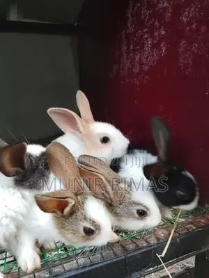 Rabbit Pairs