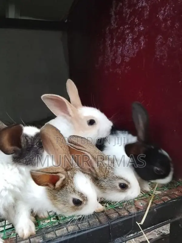 Rabbit Pairs