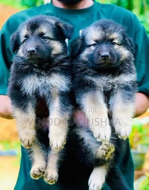 German Shepherd Long Coat Puppies