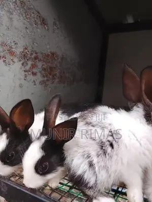 Rabbit Pairs